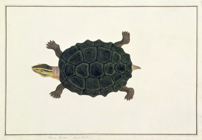 Land Tortoise, Koora Koora, from Drawings of Animals, Insects and Reptiles from Malacca by Chinese School